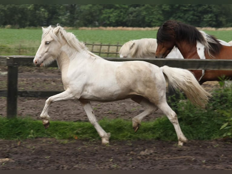 Icelandic Horse Mare 3 years 14,1 hh Pinto in S&#xFC;dlohn