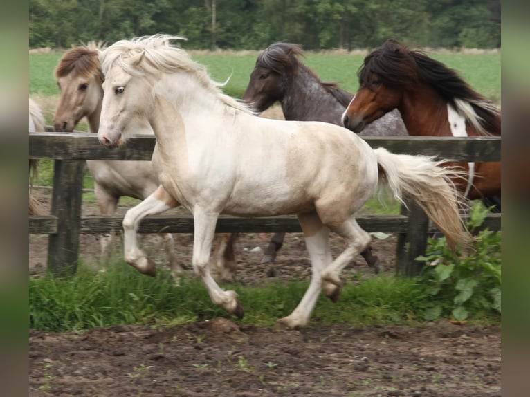 Icelandic Horse Mare 3 years 14,1 hh Pinto in S&#xFC;dlohn