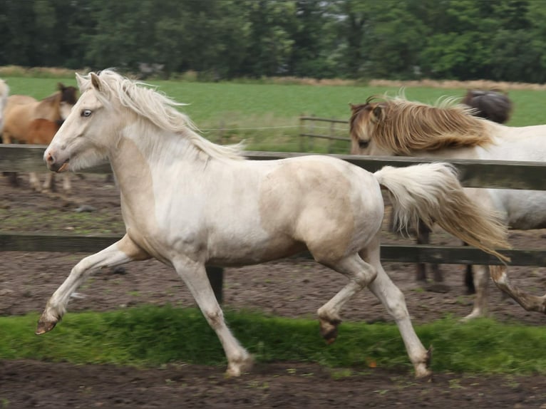 Icelandic Horse Mare 3 years 14,1 hh Pinto in S&#xFC;dlohn