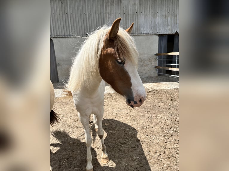 Icelandic Horse Mare 3 years 14 hh Tobiano-all-colors in Backnang