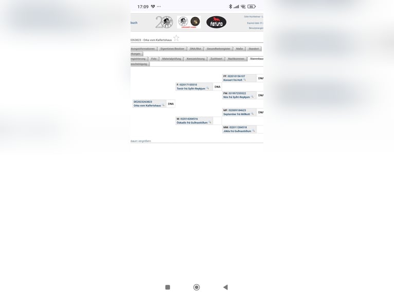 Icelandic Horse Mare 3 years 14,2 hh Chestnut-Red in Zerf