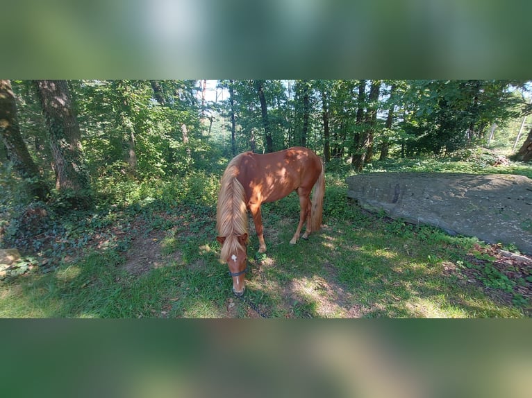 Icelandic Horse Mare 3 years 14,2 hh Chestnut-Red in Zerf