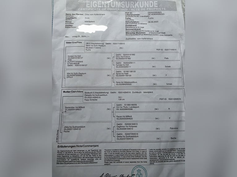 Icelandic Horse Mare 3 years 14,2 hh Chestnut-Red in Zerf