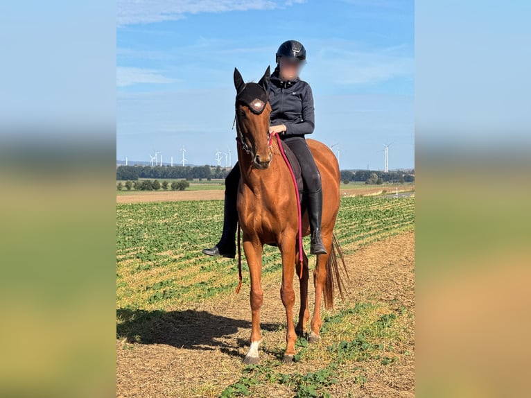 Icelandic Horse Mare 3 years 16 hh Chestnut-Red in Osterwick