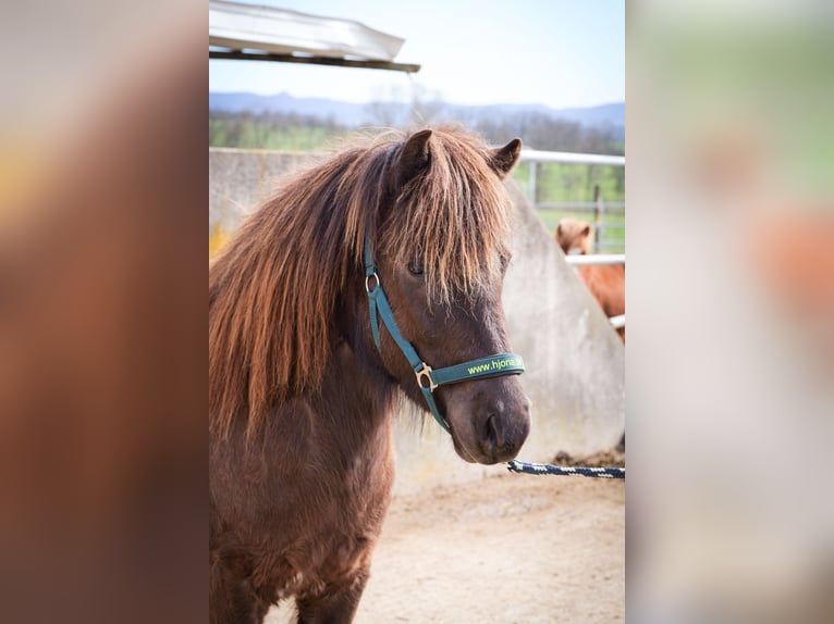 Icelandic Horse Mare 3 years Black in Aichtal