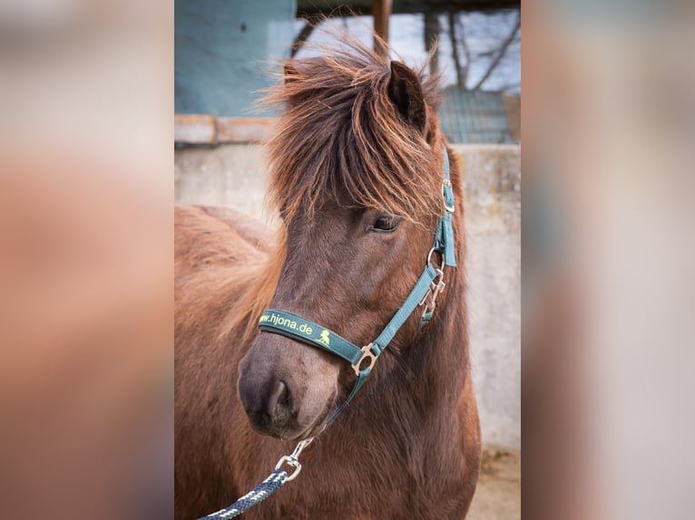 Icelandic Horse Mare 3 years Black in Aichtal