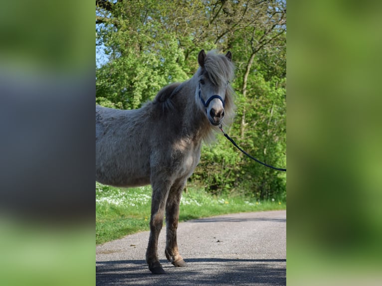 Icelandic Horse Mare 3 years in Blunk