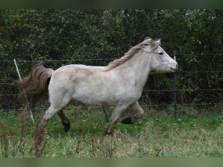 Icelandic Horse Mare 3 years in Blunk