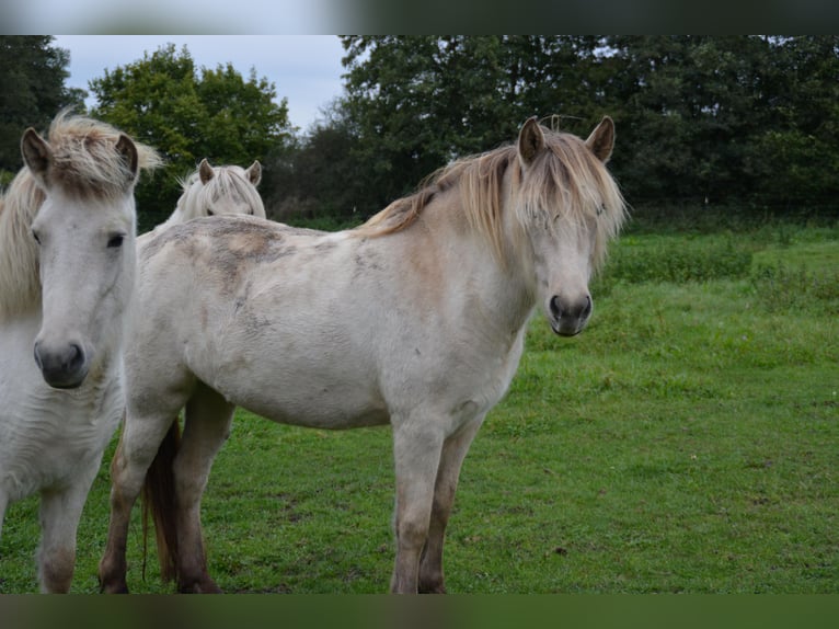 Icelandic Horse Mare 3 years in Blunk