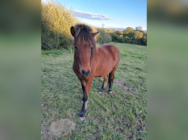 Icelandic Horse Mare 3 years Brown in betete