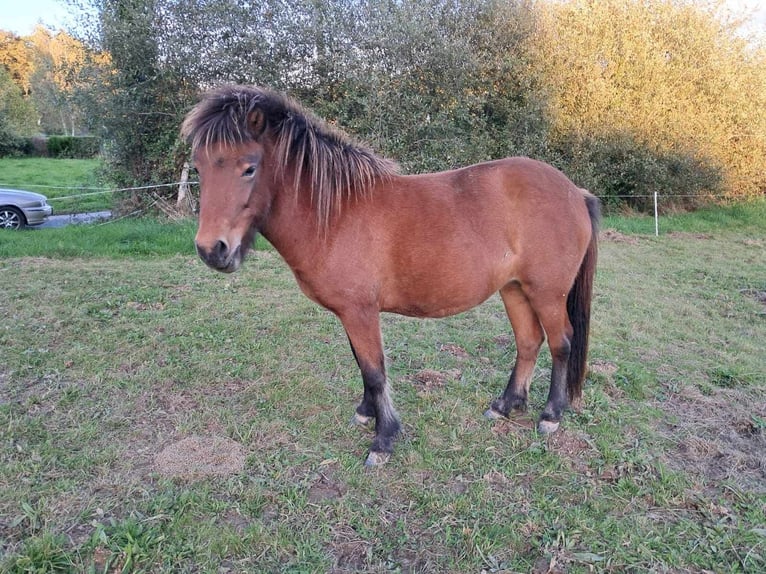 Icelandic Horse Mare 3 years Brown in betete