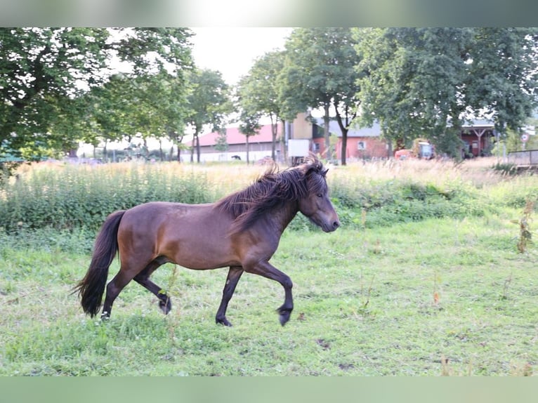 Icelandic Horse Mare 3 years in Bohmte