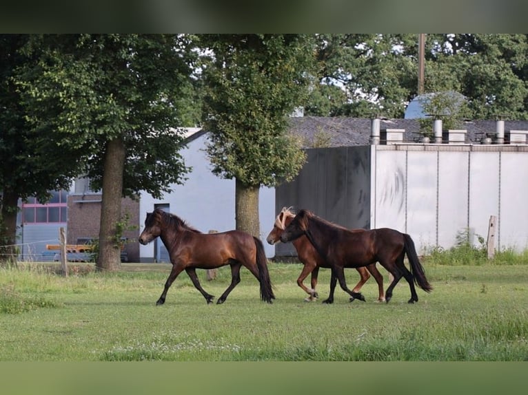 Icelandic Horse Mare 3 years in Bohmte