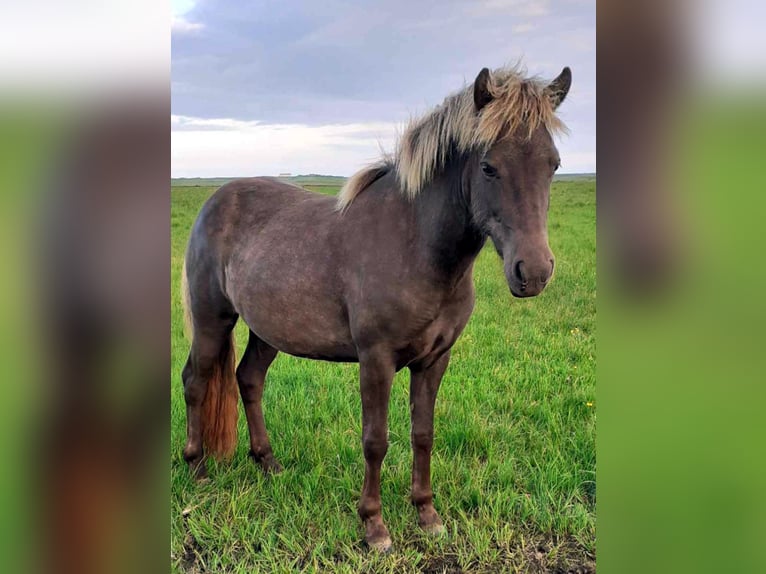 Icelandic Horse Mare 3 years in Süd-Island