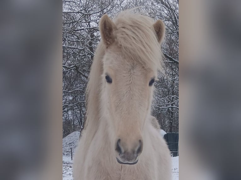 Icelandic Horse Mare 3 years Palomino in Wiemersdorf