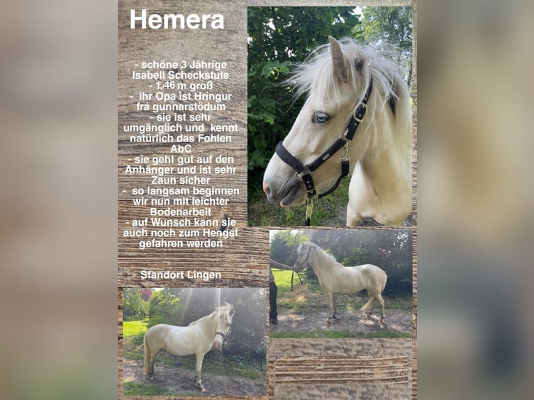 Icelandic Horse Mare 3 years Pinto in Lingen