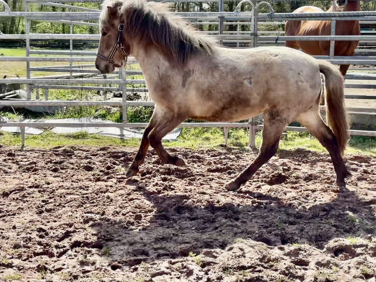 Icelandic Horse Mare 3 years Roan-Red in Bexbach