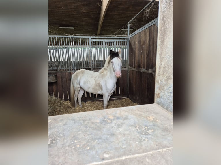 Icelandic Horse Mare 4 years 12,2 hh Tobiano-all-colors in Emstek