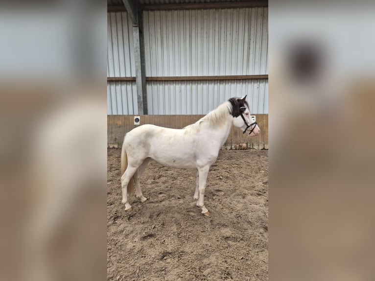 Icelandic Horse Mare 4 years 12,2 hh Tobiano-all-colors in Emstek