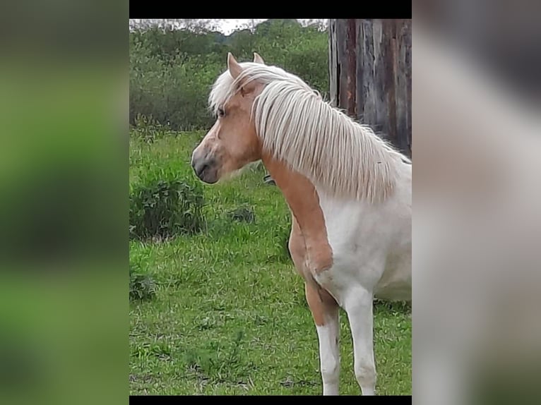 Icelandic Horse Mare 4 years 12,3 hh Palomino in Neustadt am Rübenberge