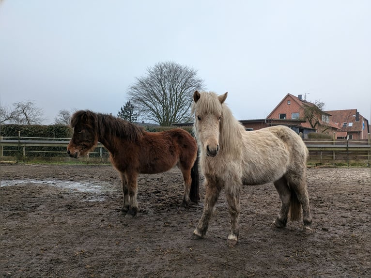 Icelandic Horse Mare 4 years 12,3 hh Palomino in Neustadt am Rübenberge