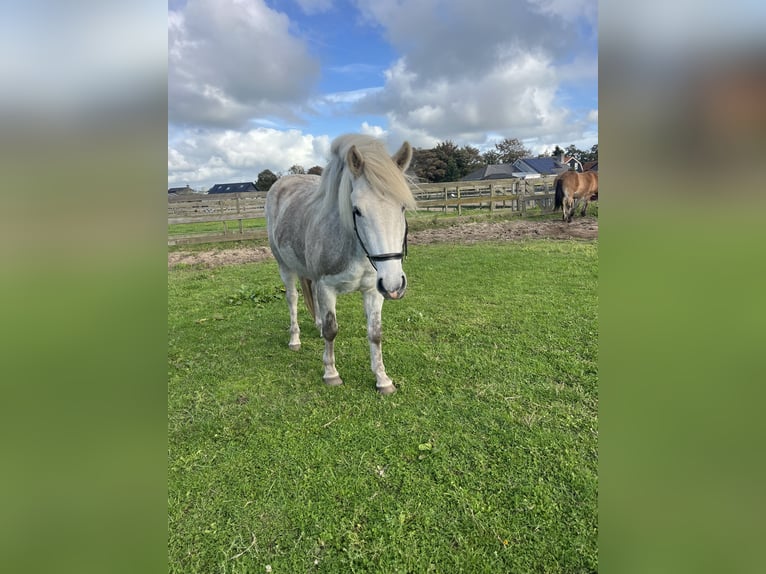 Icelandic Horse Mare 4 years 12,2 hh Grey in Uitgeest