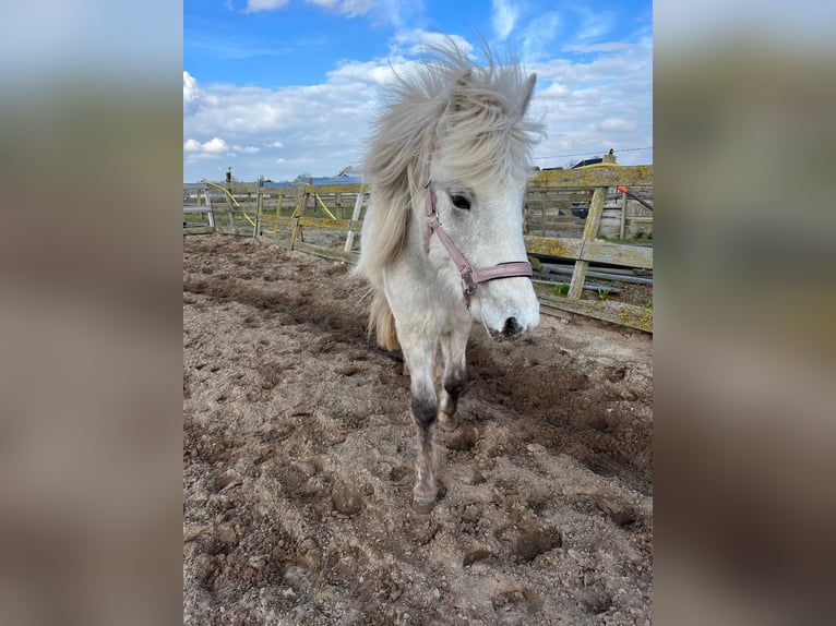 Icelandic Horse Mare 4 years 12,2 hh Grey in Uitgeest