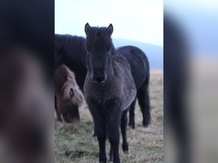 Icelandic Horse Mare 4 years 12,3 hh Black in B&#xFA;&#xF0;ardal