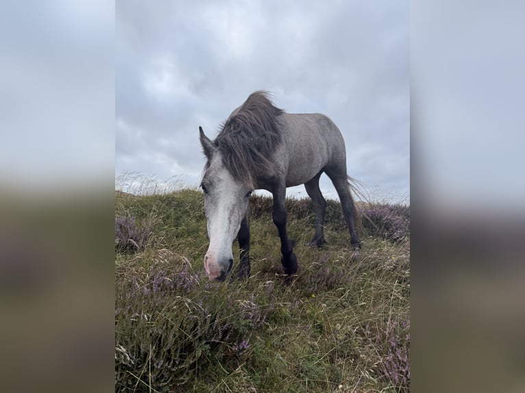 Icelandic Horse Mare 4 years 12,3 hh Grey-Dark-Tan in Henne Strand
