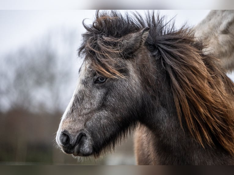 Icelandic Horse Mare 4 years 12,3 hh Grey-Dark-Tan in Henne Strand
