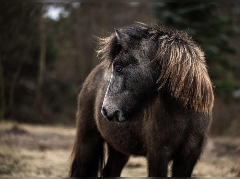 Icelandic Horse Mare 4 years 12,3 hh Grey-Dark-Tan in Weißpriach