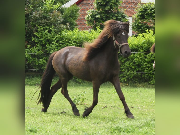 Icelandic Horse Mare 4 years 13,1 hh Black in Südlohn