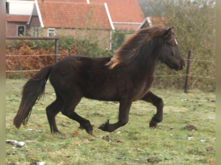 Icelandic Horse Mare 4 years 13,1 hh Black in Südlohn
