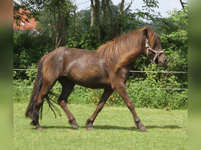 Icelandic Horse Mare 4 years 13,1 hh Black in Südlohn