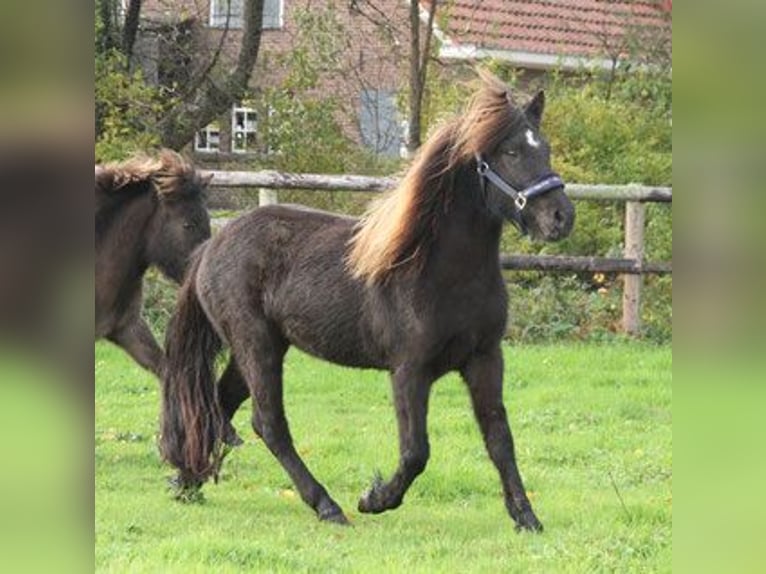Icelandic Horse Mare 4 years 13,1 hh Black in Südlohn