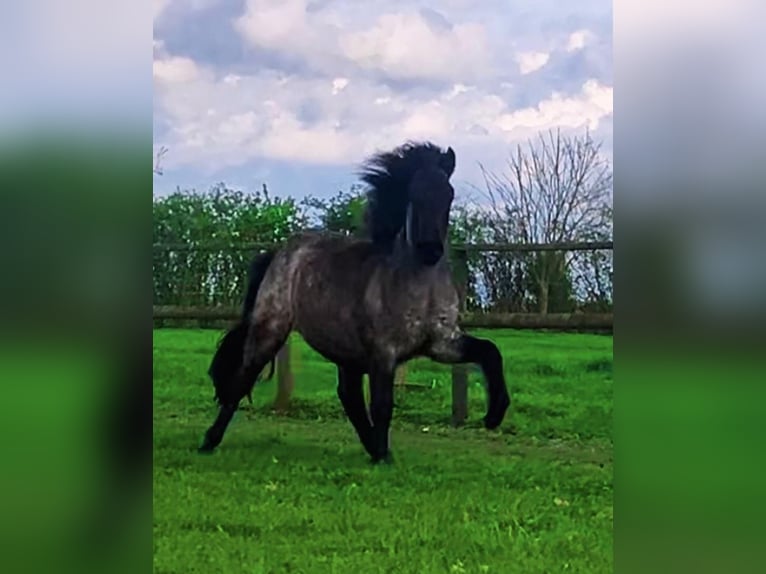 Icelandic Horse Mare 4 years 13.1 hh Roan-Bay in Bücken