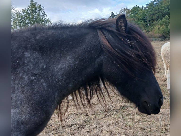 Icelandic Horse Mare 4 years 13.1 hh Roan-Blue in Saarland
