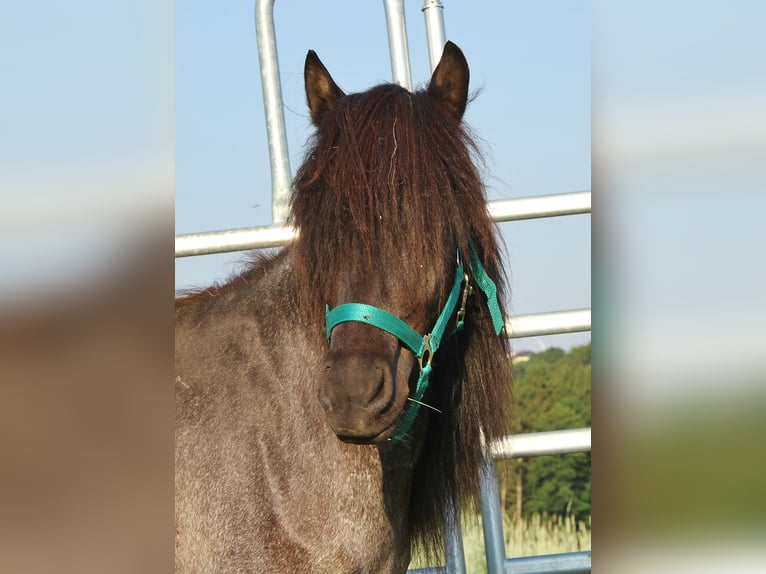 Icelandic Horse Mare 4 years 13.1 hh Roan-Blue in Saarland