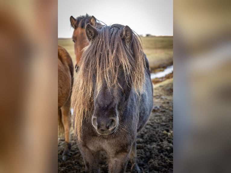 Icelandic Horse Mare 4 years 13,2 hh Black in Hvolsvöllur