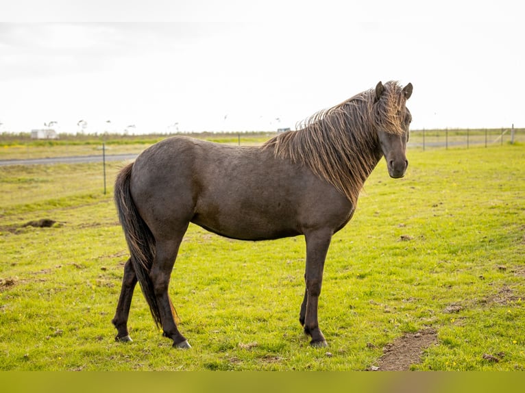 Icelandic Horse Mare 4 years 13,2 hh Black in Hvolsvöllur