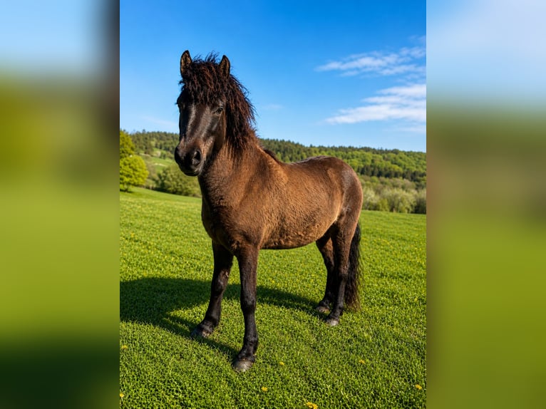 Icelandic Horse Mare 4 years 13.2 hh Black in HOBRO