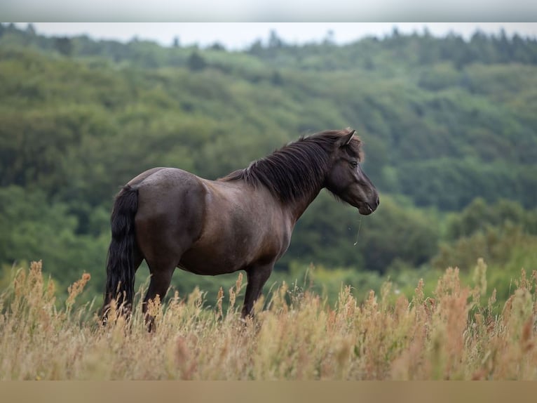 Icelandic Horse Mare 4 years 13.2 hh Black in HOBRO