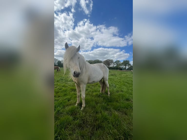 Icelandic Horse Mare 4 years 13,2 hh in Blunk
