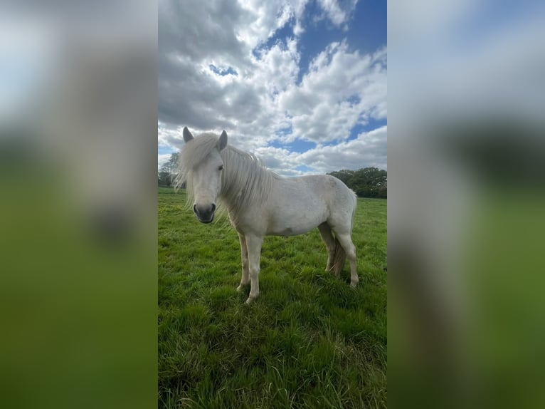 Icelandic Horse Mare 4 years 13,2 hh in Blunk
