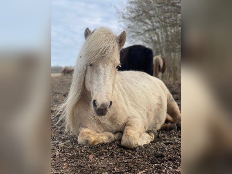 Icelandic Horse Mare 4 years 13.2 hh  in Blunk