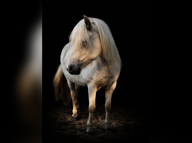Icelandic Horse Mare 4 years 13.2 hh  in Blunk
