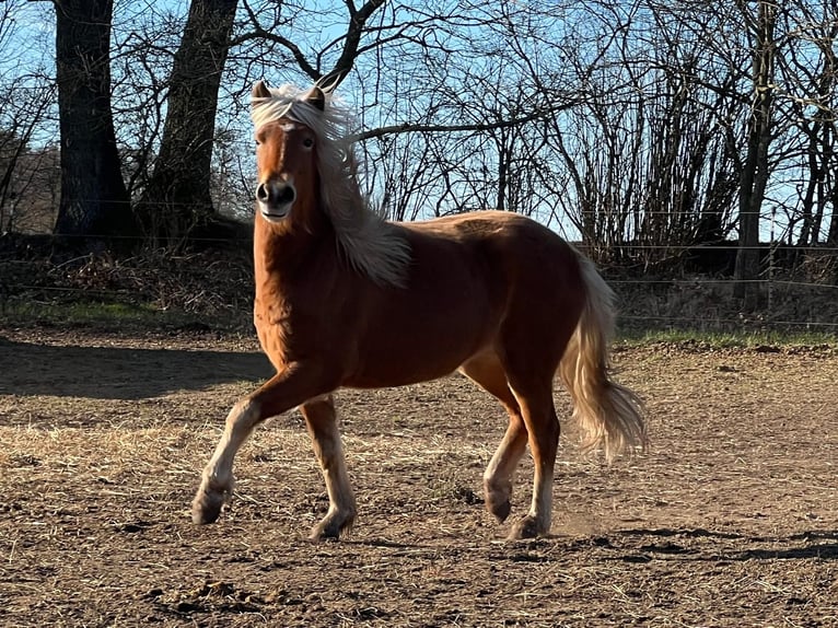 Icelandic Horse Mare 4 years 13,2 hh Chestnut-Red in Blunk