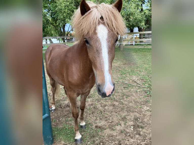 Icelandic Horse Mare 4 years 13,2 hh Chestnut-Red in Ehekirchen