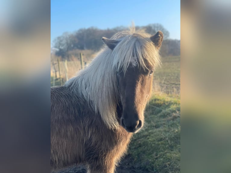 Icelandic Horse Mare 4 years 13.2 hh  in Blunk