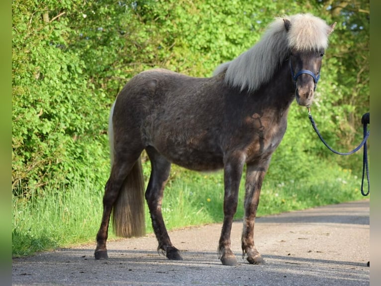 Icelandic Horse Mare 4 years 13,2 hh in Blunk